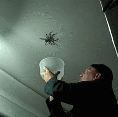 spiders-gifs-6